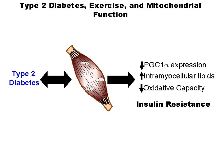 Type 2 Diabetes, Exercise, and Mitochondrial Function Type 2 Diabetes PGC 1 a expression