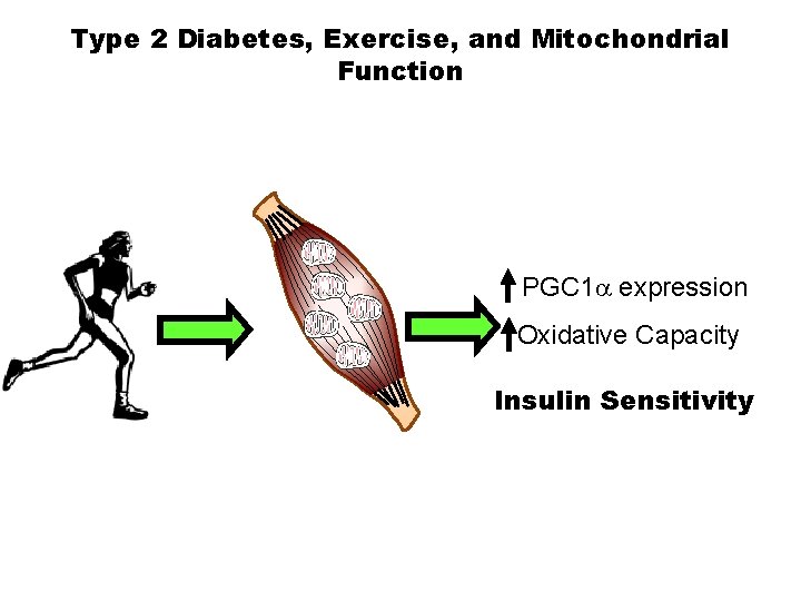 Type 2 Diabetes, Exercise, and Mitochondrial Function PGC 1 a expression Oxidative Capacity Insulin