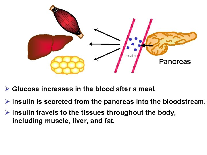 Muscle Liver Insulin Pancreas Fat Ø Glucose increases in the blood after a meal.