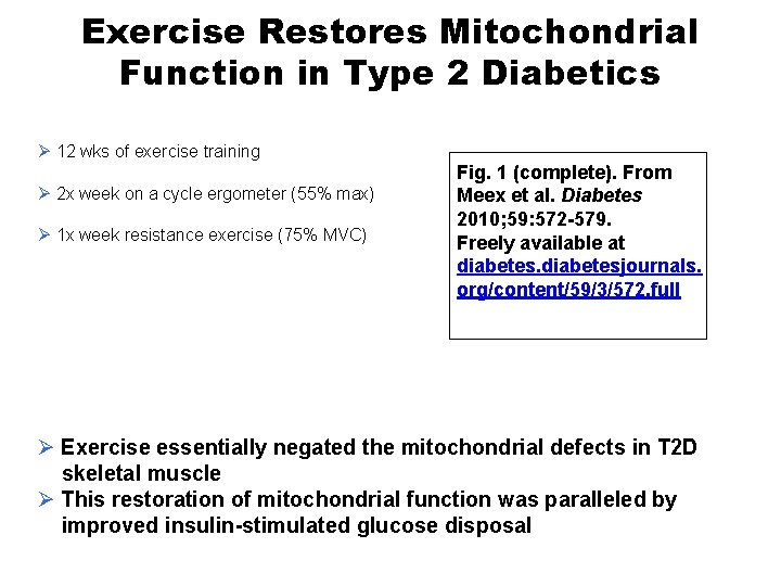 Exercise Restores Mitochondrial Function in Type 2 Diabetics Ø 12 wks of exercise training