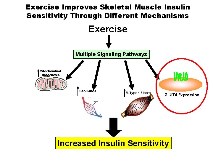 Exercise Improves Skeletal Muscle Insulin Sensitivity Through Different Mechanisms Exercise Multiple Signaling Pathways Mitochondrial