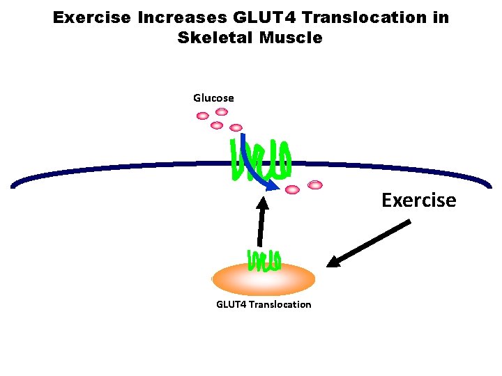 Exercise Increases GLUT 4 Translocation in Skeletal Muscle Glucose Exercise GLUT 4 Translocation 