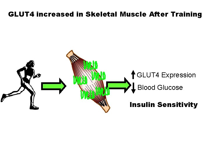 GLUT 4 increased in Skeletal Muscle After Training GLUT 4 Expression Blood Glucose Insulin