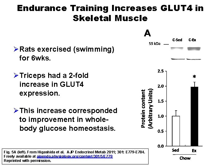 Endurance Training Increases GLUT 4 in Skeletal Muscle ØRats exercised (swimming) for 6 wks.