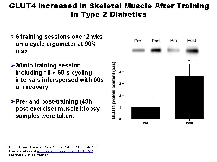 GLUT 4 increased in Skeletal Muscle After Training in Type 2 Diabetics Ø 6