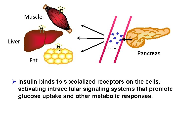 Muscle Liver Insulin Fat Pancreas Ø Insulin binds to specialized receptors on the cells,