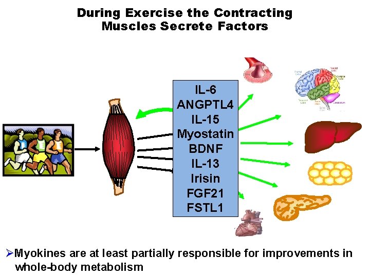 During Exercise the Contracting Muscles Secrete Factors IL-6 ANGPTL 4 IL-15 Myostatin BDNF IL-13