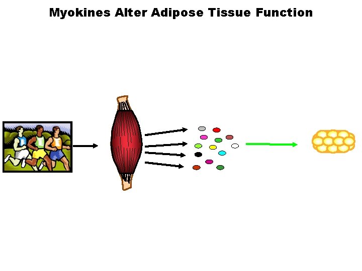 Myokines Alter Adipose Tissue Function 