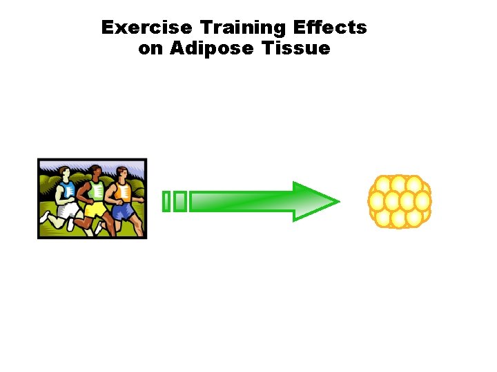Exercise Training Effects on Adipose Tissue 