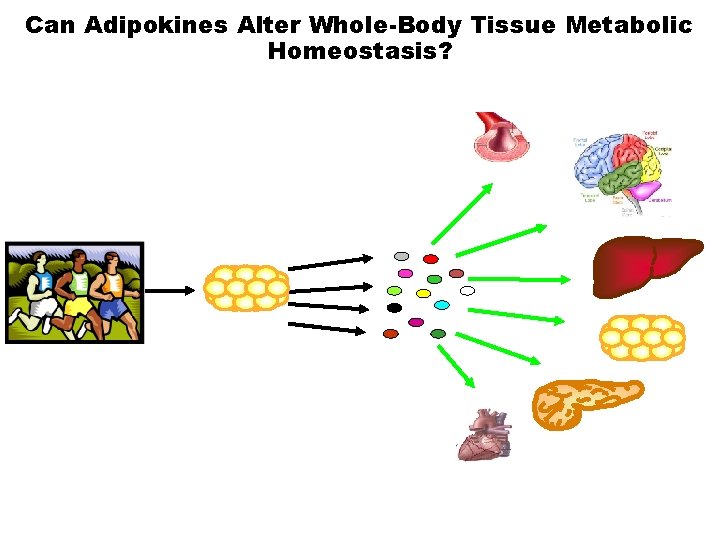Can Adipokines Alter Whole-Body Tissue Metabolic Homeostasis? 