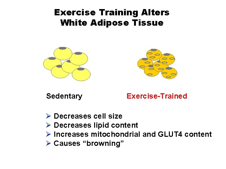 Exercise Training Alters White Adipose Tissue Sedentary Exercise-Trained Ø Decreases cell size Ø Decreases