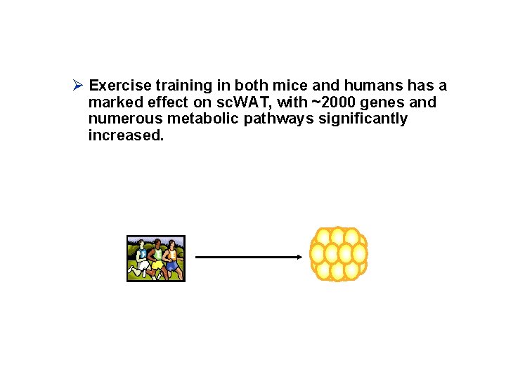 Ø Exercise training in both mice and humans has a marked effect on sc.