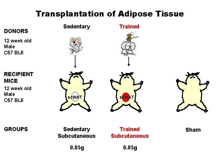 Transplantation of Adipose Tissue DONORS Sedentary Trained 12 week old Male C 57 BL
