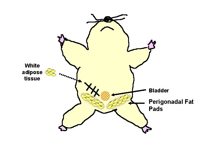 White adipose tissue Bladder Perigonadal Fat Pads 