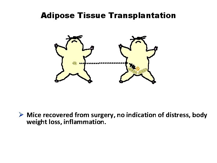 Adipose Tissue Transplantation Ø Mice recovered from surgery, no indication of distress, body weight