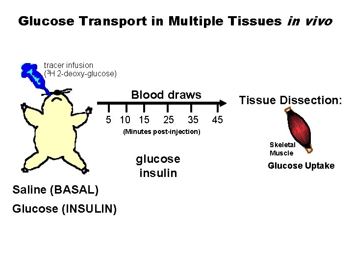 Glucose Transport in Multiple Tissues in vivo tracer infusion (3 H 2 -deoxy-glucose) Blood