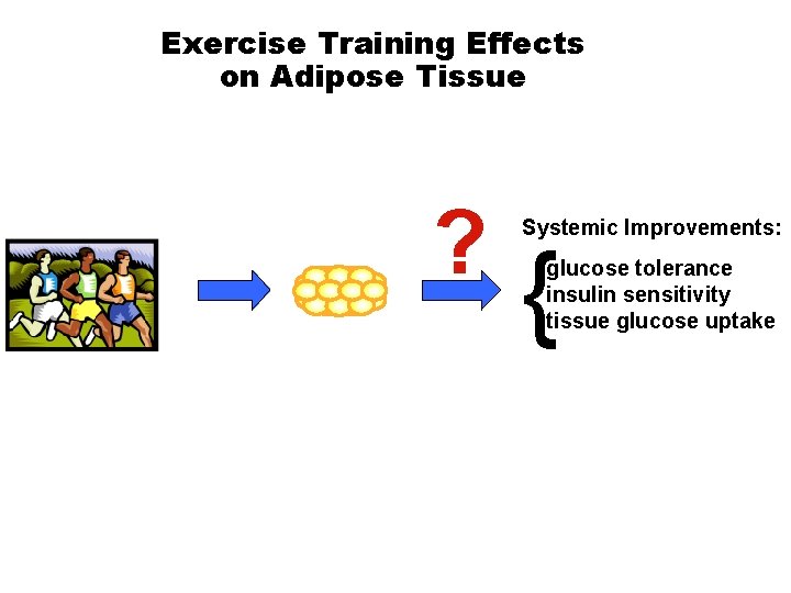 Exercise Training Effects on Adipose Tissue ? Systemic Improvements: { glucose tolerance insulin sensitivity