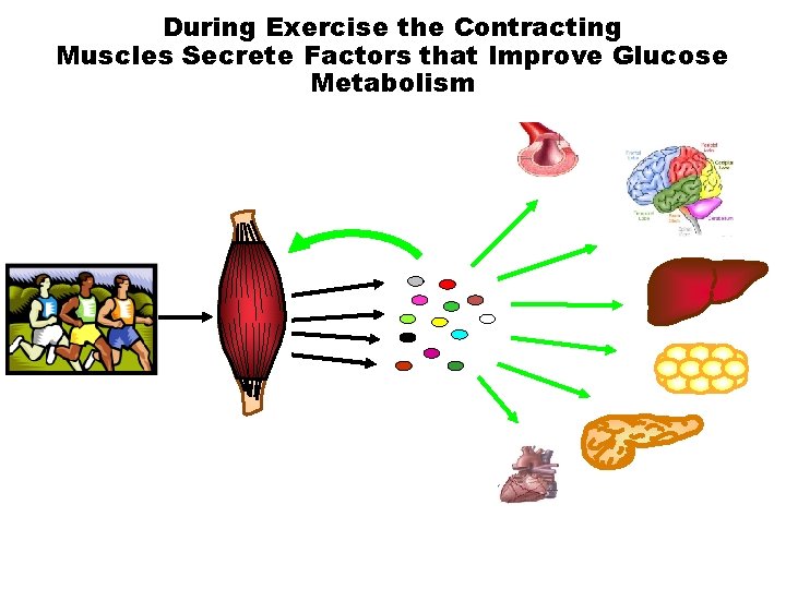 During Exercise the Contracting Muscles Secrete Factors that Improve Glucose Metabolism 