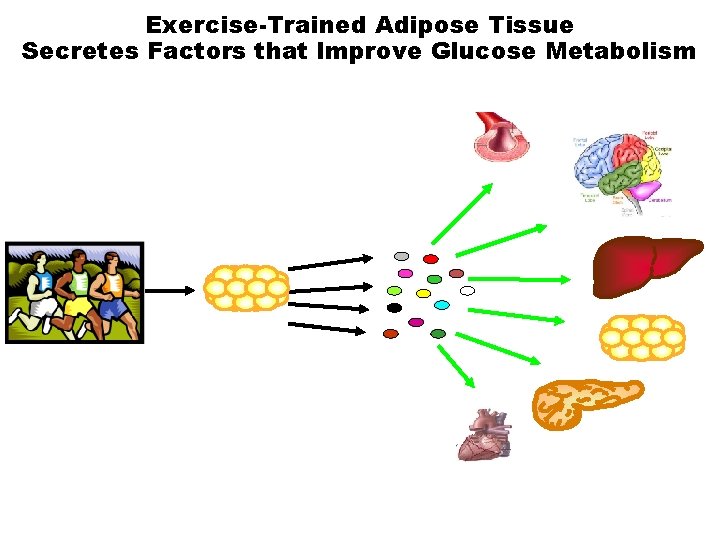 Exercise-Trained Adipose Tissue Secretes Factors that Improve Glucose Metabolism 