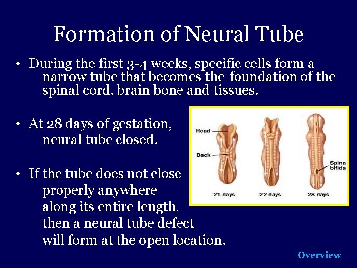 Formation of Neural Tube • During the first 3 -4 weeks, specific cells form