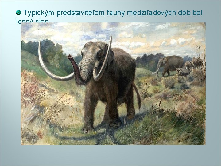 Typickým predstaviteľom fauny medziľadových dôb bol lesný slon. 