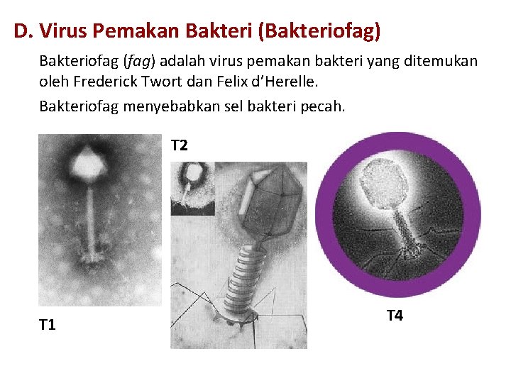 D. Virus Pemakan Bakteri (Bakteriofag) Bakteriofag (fag) adalah virus pemakan bakteri yang ditemukan oleh