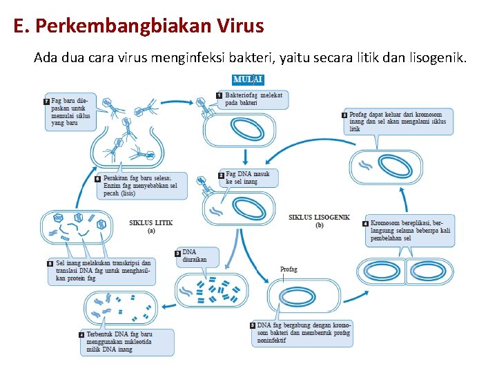 E. Perkembangbiakan Virus Ada dua cara virus menginfeksi bakteri, yaitu secara litik dan lisogenik.