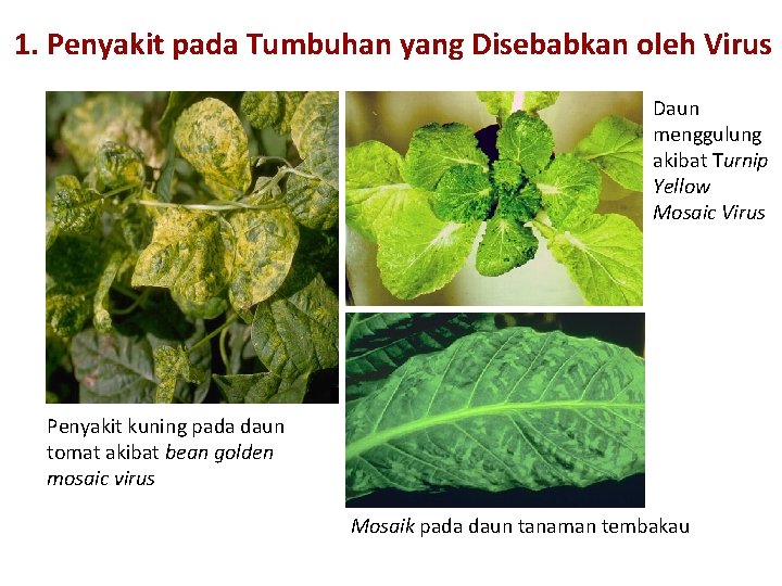 1. Penyakit pada Tumbuhan yang Disebabkan oleh Virus Daun menggulung akibat Turnip Yellow Mosaic