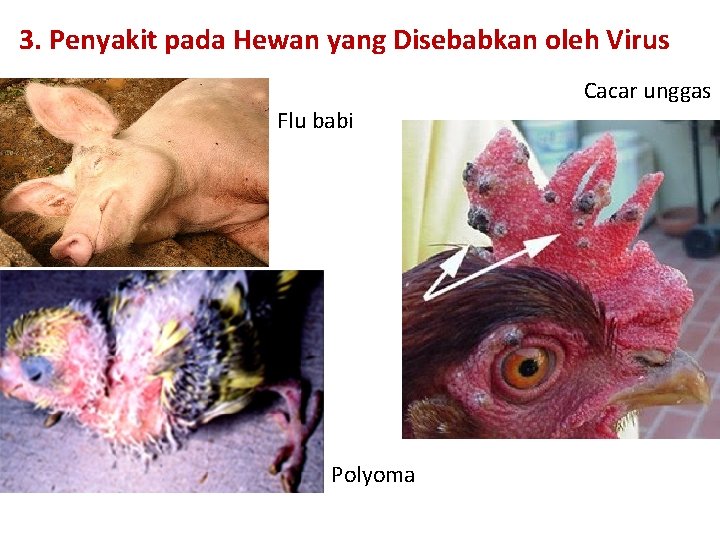 3. Penyakit pada Hewan yang Disebabkan oleh Virus Cacar unggas Flu babi Polyoma 