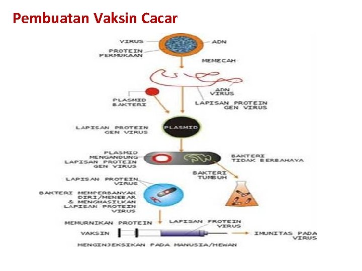 Pembuatan Vaksin Cacar 