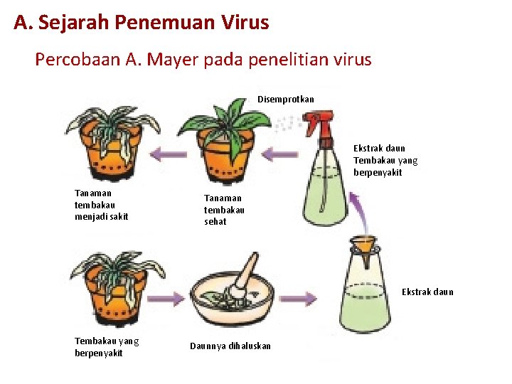 A. Sejarah Penemuan Virus Percobaan A. Mayer pada penelitian virus Disemprotkan Ekstrak daun Tembakau