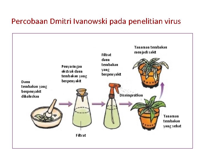 Percobaan Dmitri Ivanowski pada penelitian virus Daun tembakau yang berpenyakit dihaluskan Penyaringan ekstrak daun