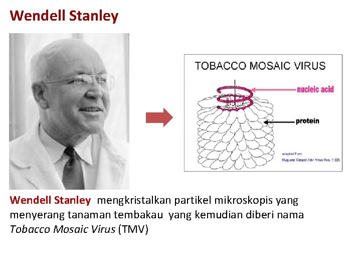 Wendell Stanley mengkristalkan partikel mikroskopis yang menyerang tanaman tembakau yang kemudian diberi nama Tobacco