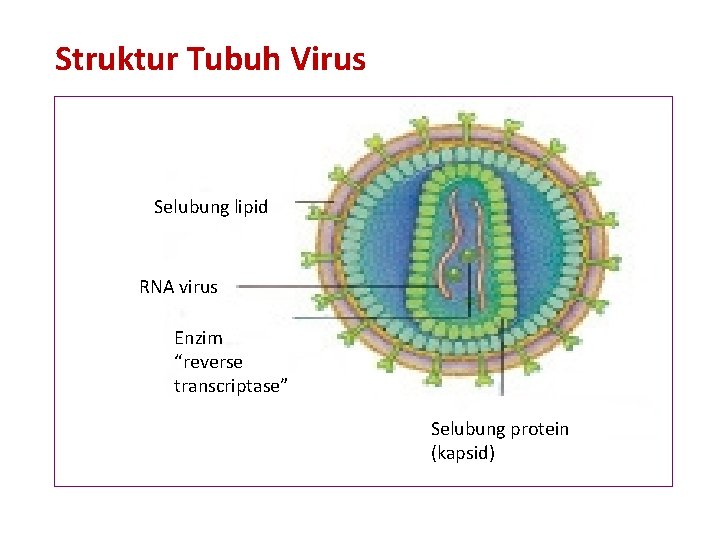 Struktur Tubuh Virus Selubung lipid RNA virus Enzim “reverse transcriptase” Selubung protein (kapsid) 