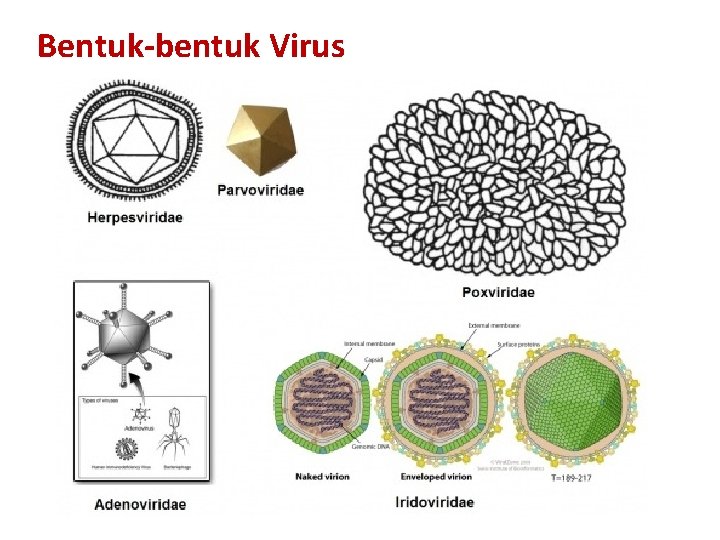 Bentuk-bentuk Virus 