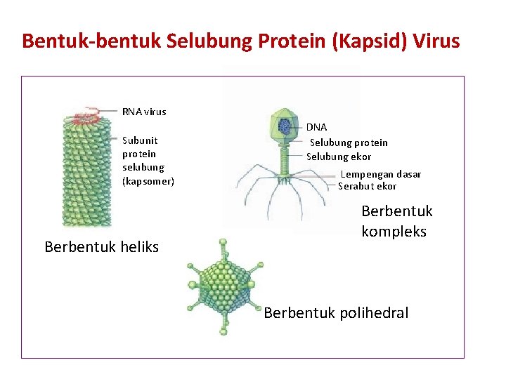 Bentuk-bentuk Selubung Protein (Kapsid) Virus RNA virus Subunit protein selubung (kapsomer) Berbentuk heliks DNA