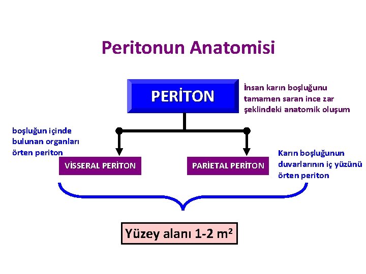 Peritonun Anatomisi PERİTON boşluğun içinde bulunan organları örten periton VİSSERAL PERİTON İnsan karın boşluğunu