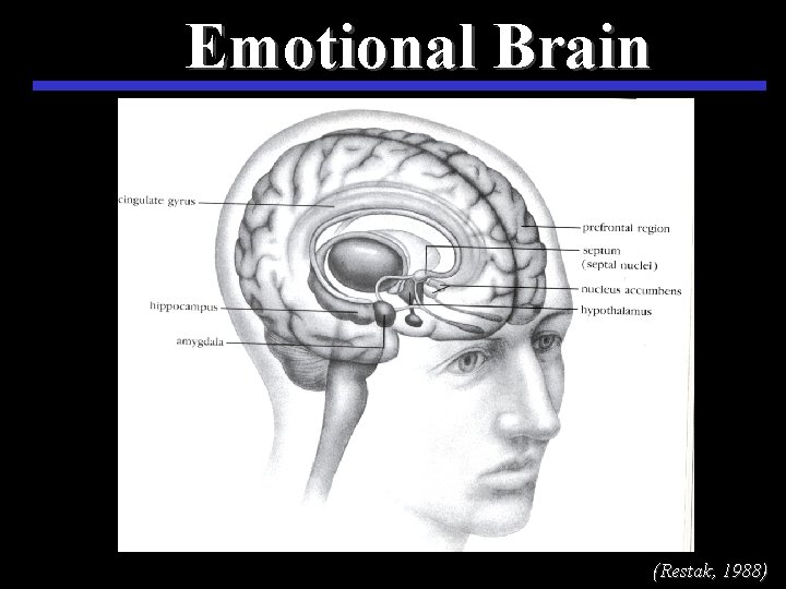 Emotional Brain (Restak, 1988) 