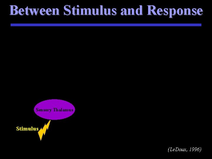 Between Stimulus and Response Sensory Thalamus Stimulus (Le. Doux, 1996) 