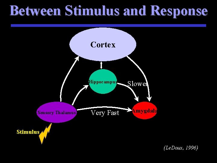 Between Stimulus and Response Cortex Hippocampus Sensory Thalamus Very Fast Slower Amygdala Stimulus (Le.