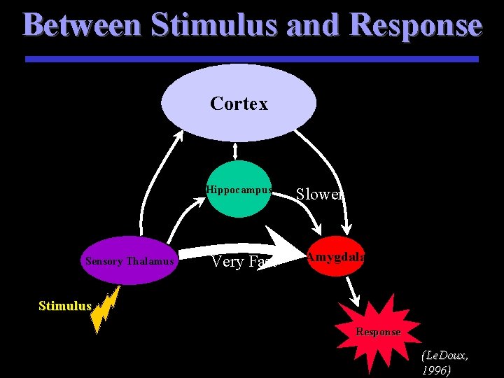 Between Stimulus and Response Cortex Hippocampus Sensory Thalamus Very Fast Slower Amygdala Stimulus Response