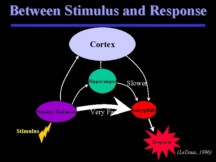 Between Stimulus and Response Cortex Hippocampus Sensory Thalamus Very Fast Slower Amygdala Stimulus Response