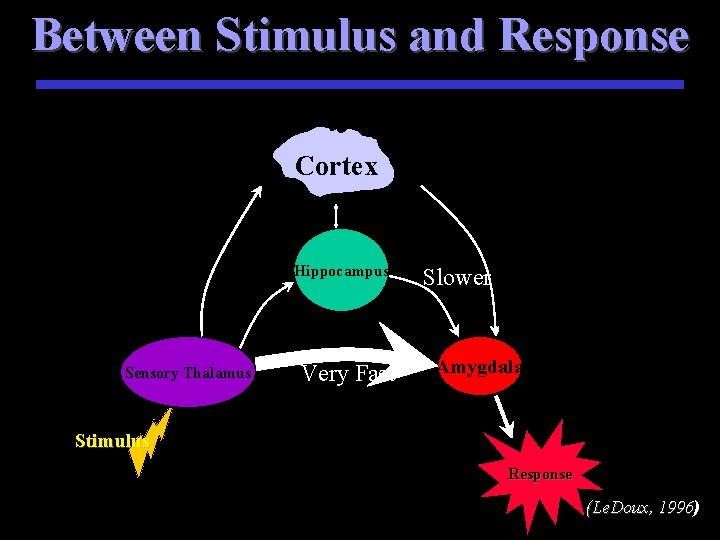 Between Stimulus and Response Cortex Hippocampus Sensory Thalamus Very Fast Slower Amygdala S Stimulus