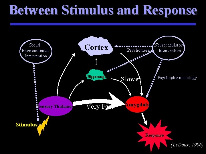 Between Stimulus and Response Social Environmental Intervention Cortex Hippocampus Sensory Thalamus Very Fast Neuroregulatory