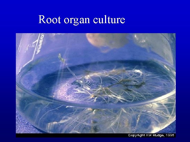 Root organ culture 