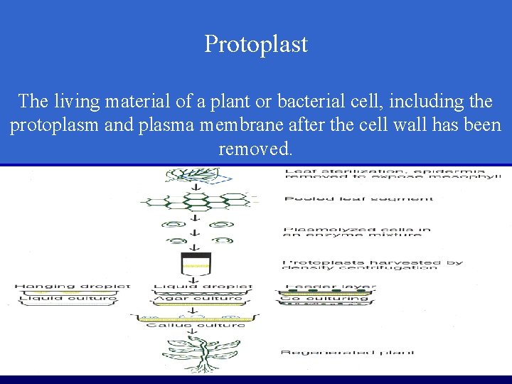 Protoplast The living material of a plant or bacterial cell, including the protoplasm and