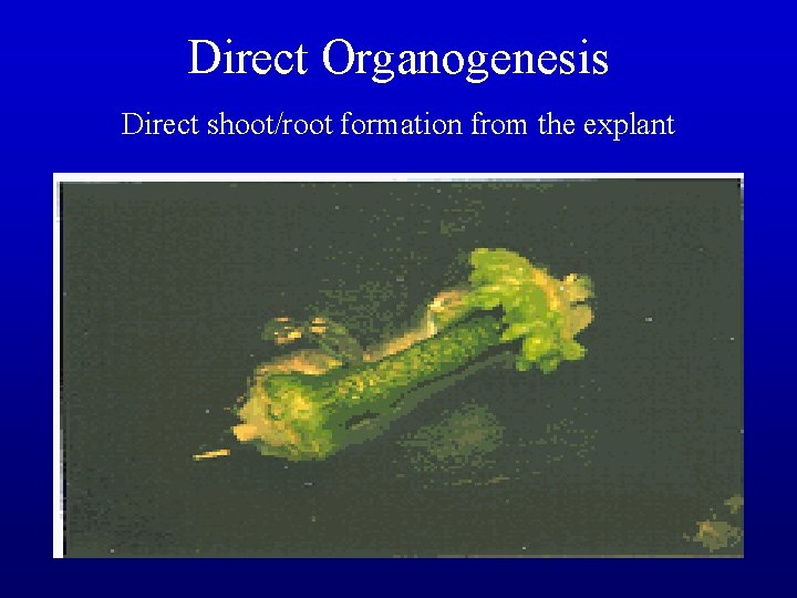 Direct Organogenesis Direct shoot/root formation from the explant 