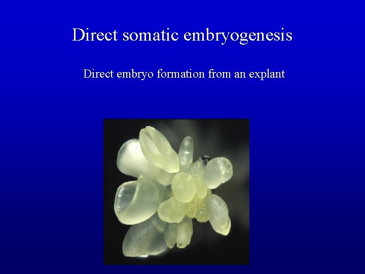 Direct somatic embryogenesis Direct embryo formation from an explant 