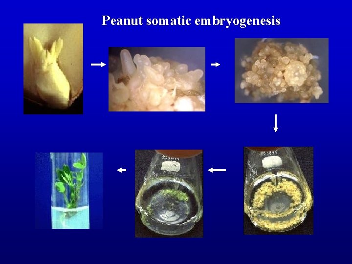 Peanut somatic embryogenesis 