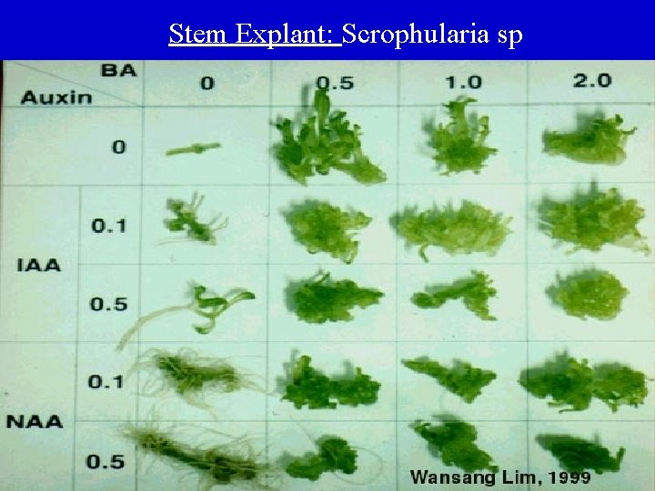 Stem Explant: Scrophularia sp 